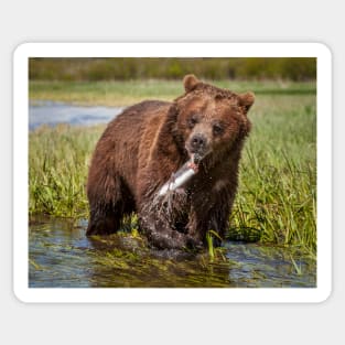 Grizzly with Fish Sticker